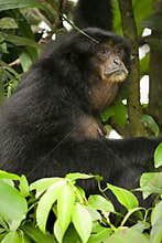 Siamang