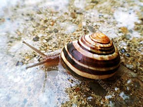 Garden snail on wet road