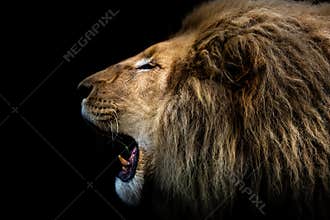 Roaring Lion – Powerful Wildlife Portrait on Black Background