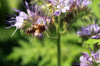 Bee, apis mellifera and honey plant phacelia.