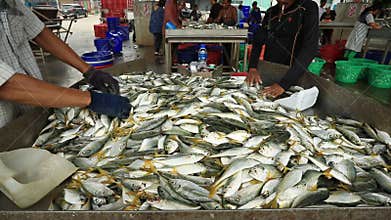 Samutsakorn thailand - september8,2018 : unidentified worker collecting size and kind of fish was catching from fishery boat at ma