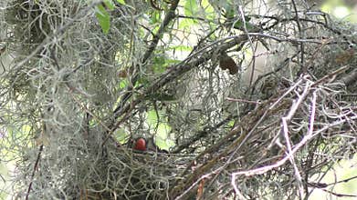 Northern cardinal female building a nest