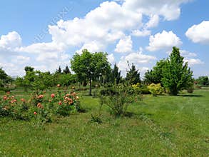 Generic Vegetation - Eutopia Garden - Arad, Romania