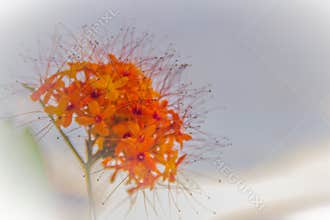 Colorful orange and yellow blooms of Saraca asoca (Saraca indica Linn) flowers on tree. Saraca indica Linn also known as asoka tre