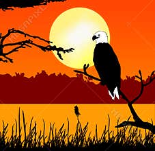 Fish eagle in sunset