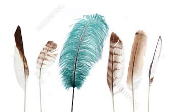 Unique feather