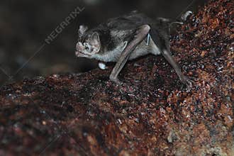 Common vampire bat