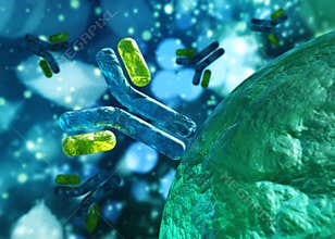 Antibody, immunoglobulins