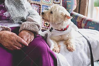 Therapy pet dog on couch next to elderly person in retirement re