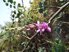 Beautiful flower of true indigo indigofera indica plant macro close up