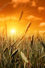 Cereal field at sunset.