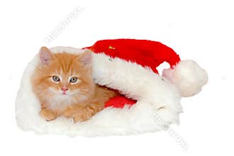 Red christmas kitten