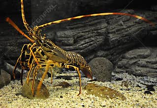 Close up Orange Lobster in the Aquarium Tank from Crete