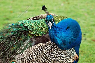 Curious peacock