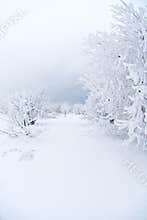 All white under snow