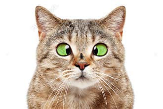 Portrait of funny cat with a fly on his nose