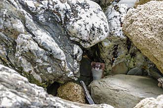 Weasel hiding amongst rocks