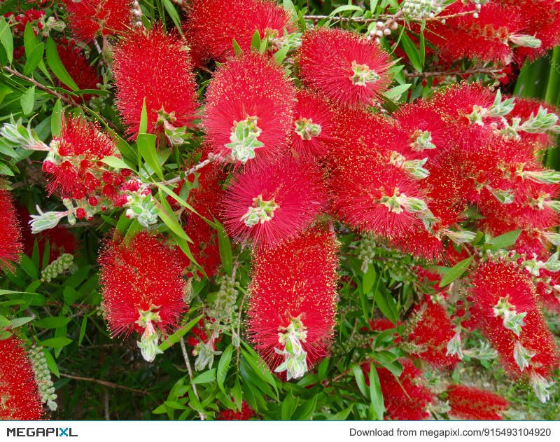 Red Fluff Rigidus Stock Images by Megapixl