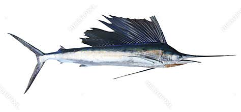 Sailfish real fish isolated on white