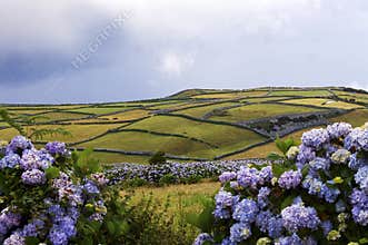 Field and hydrangeas in the Faial island