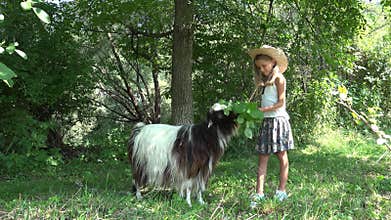 Child Feeding Goat in Courtyard, Farmer Girl Pasturing Animals in Garden 4K