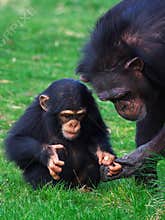 Baby chimp with mother