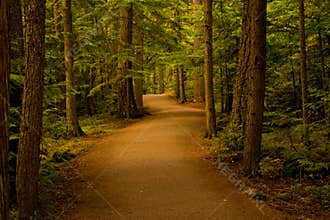 Path in the Forest/Woods