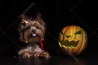 Dog Yorkshire Terrier in studio with Halloween pumpkin on black background