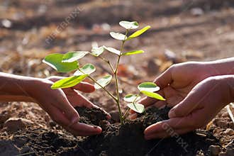 mother and children helping planting young tree