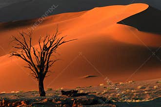 Tree and dune