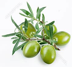 Green olives with a branch
