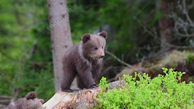 Brown bear cubs in forest