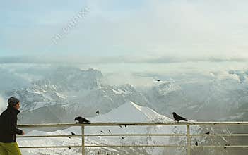 Alpine choughs at Dolomites