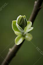 Spring green lilac's bud