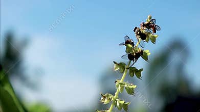 VARIOUS BEES IN THE SKY