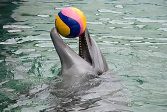 Dolphin playing with ball