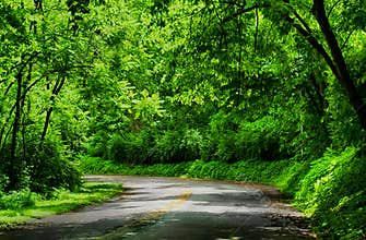 Rainforests are forests characterized by high rainfall