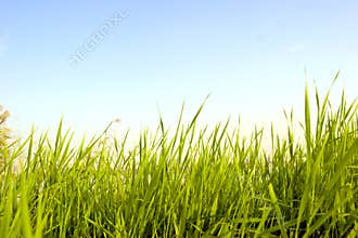 Grass under blue sky