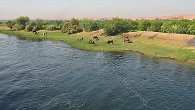 Rural field by river with water buffalo livestock in africa