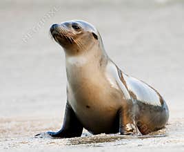 Sea Lion