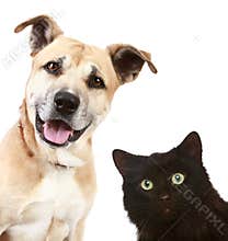 Close-up portrait of a cat and dog