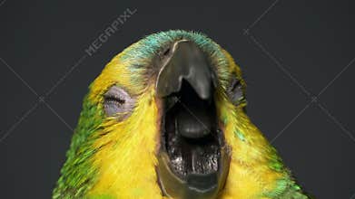 Yawning baby amazon parrot