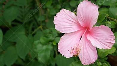 4K of pink Hibiscus rosa-sinensis in park with green leaves plant at background with gentle wind.