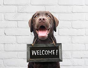 Happy dog with chalkboard with welcome text says hello welcome weâ€™re open against white brick outdoor wall
