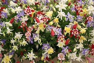 Aquilegia display at Chelsea Flower Show