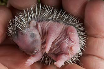 Baby hedgehog
