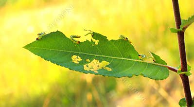 Garden caterpillar insect causes damage. Worm pest eating leaves in fruit farm orchard.