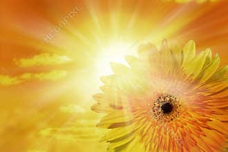 Sun Sky Flower Sunflower Background