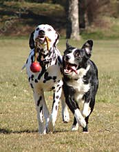 Two dogs playing with ball