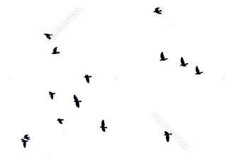 Flock of crows in flight isolated on white background